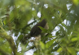 Image of Sunda Bush Warbler