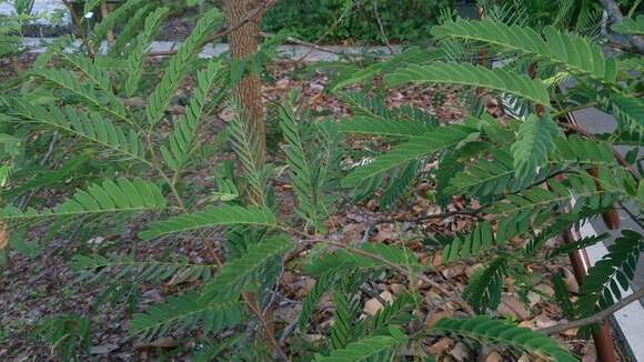 Image of tamarind