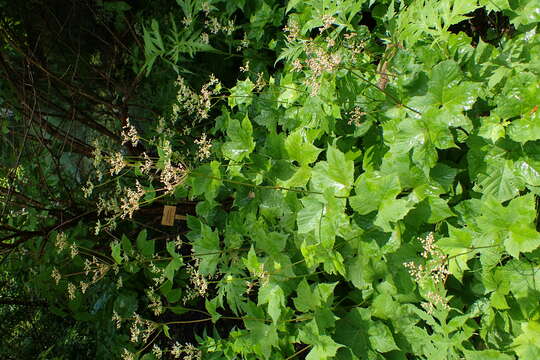 Image of Filipendula glaberrima (Nakai) Nakai