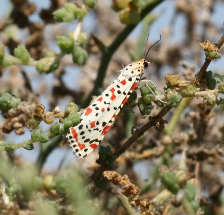 Image of crimson speckled