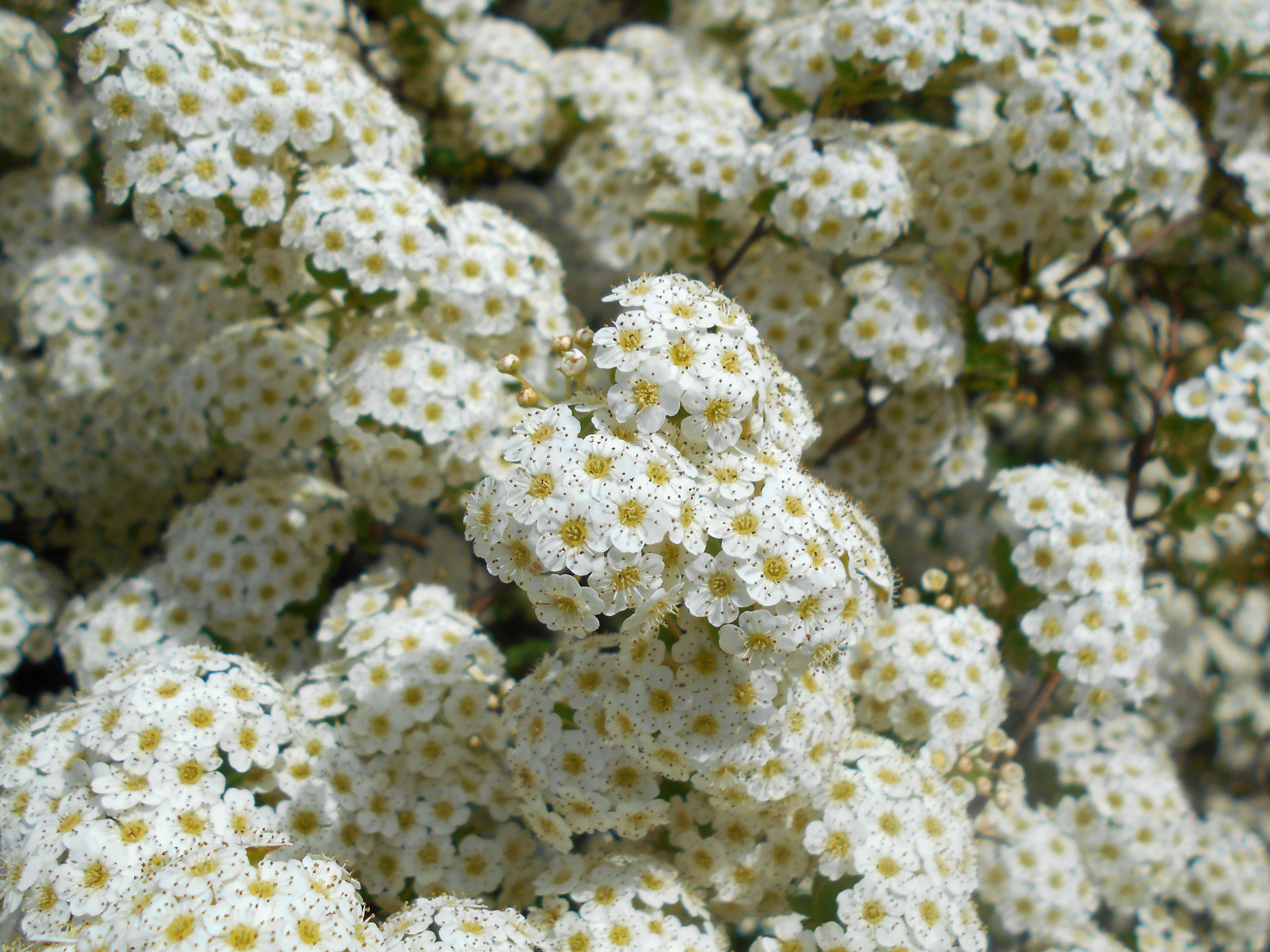 Image of Asian meadowsweet