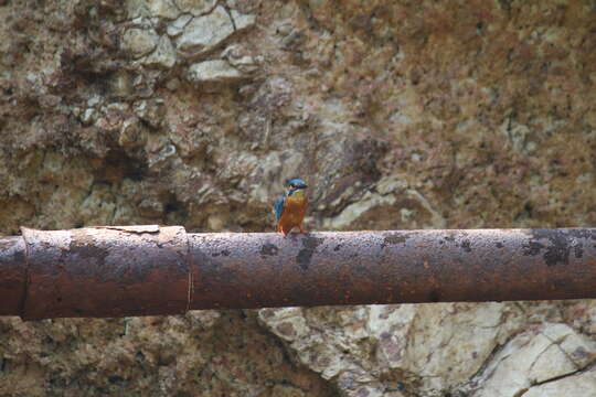 Image of Common Kingfisher