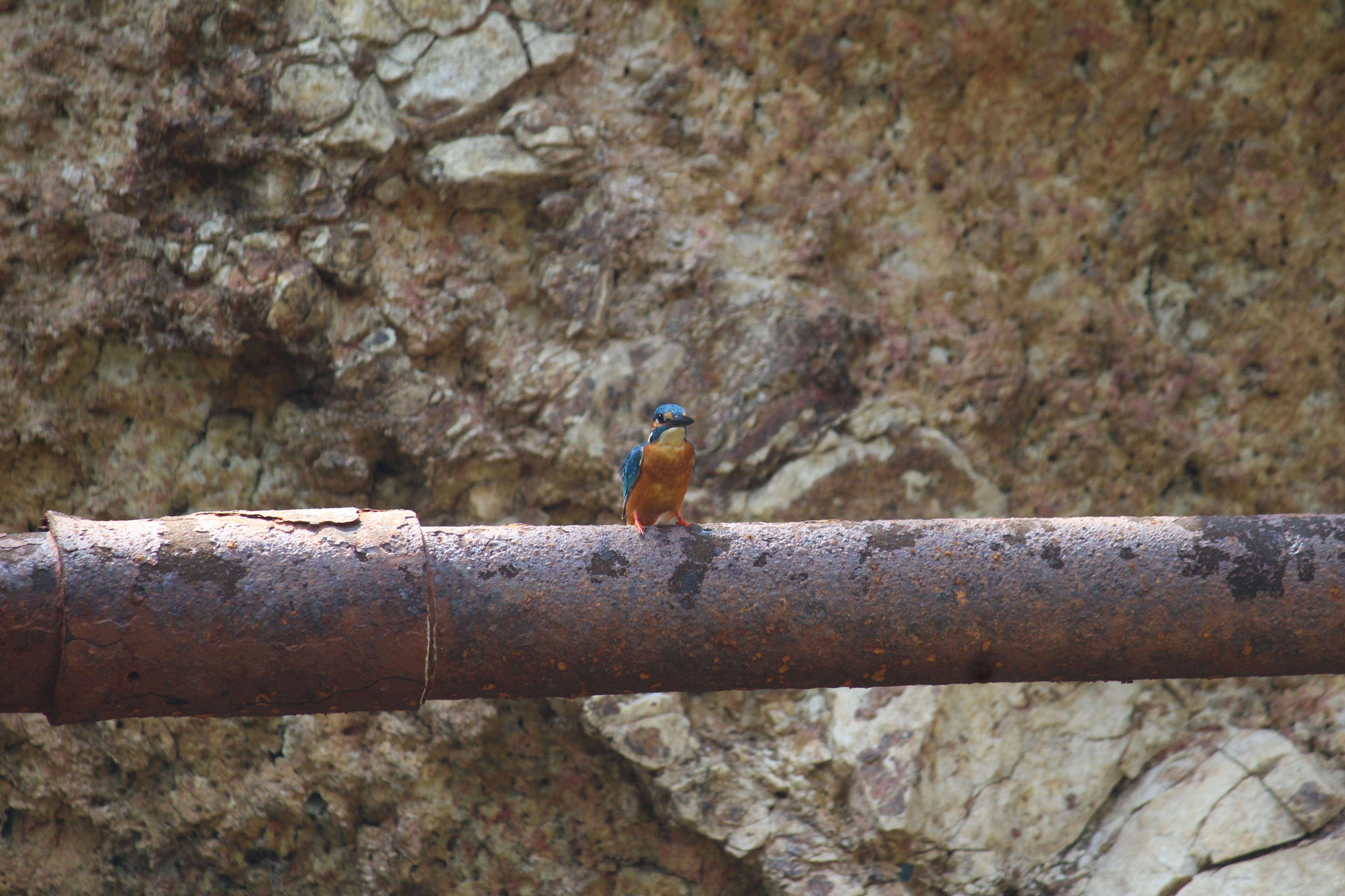 Image of Common Kingfisher