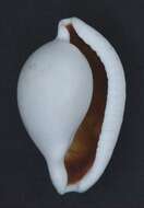 Image of common egg cowrie