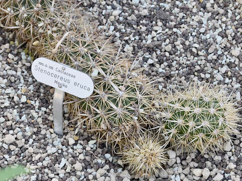 Image of Stenocereus eruca (Brandegee) A. C. Gibson & K. E. Horak