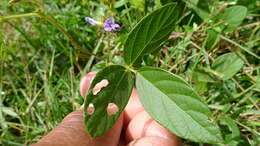 Imagem de Calopogonium mucunoides Desv.