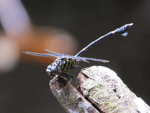 Imagem de Ictinogomphus regisalberti (Schouteden 1934)