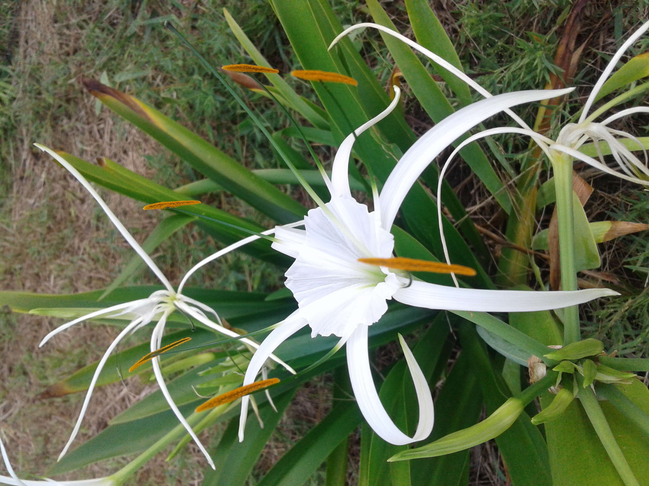 Image of Choctaw spiderlily