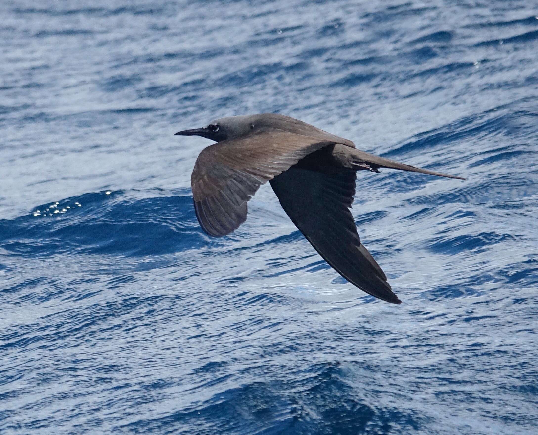 Image of Brown Noddy