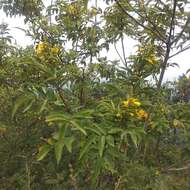 Image of Yellow bells