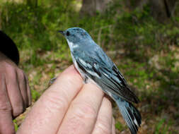 Image of Cerulean Warbler