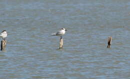 Image of Sandwich Tern