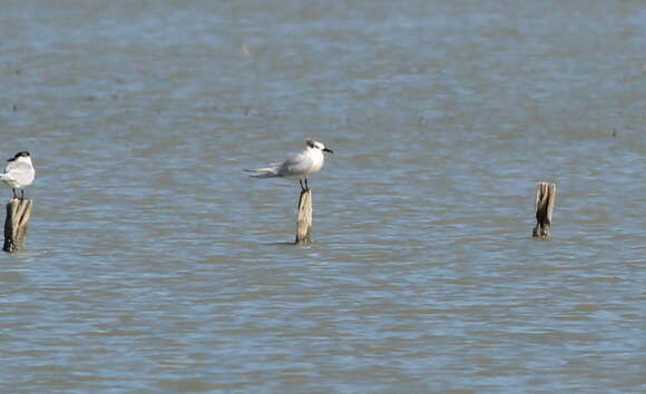 Image of Sandwich Tern