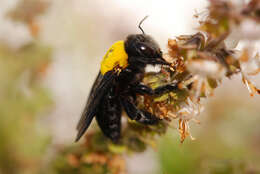 Image of Common carder bumblebee