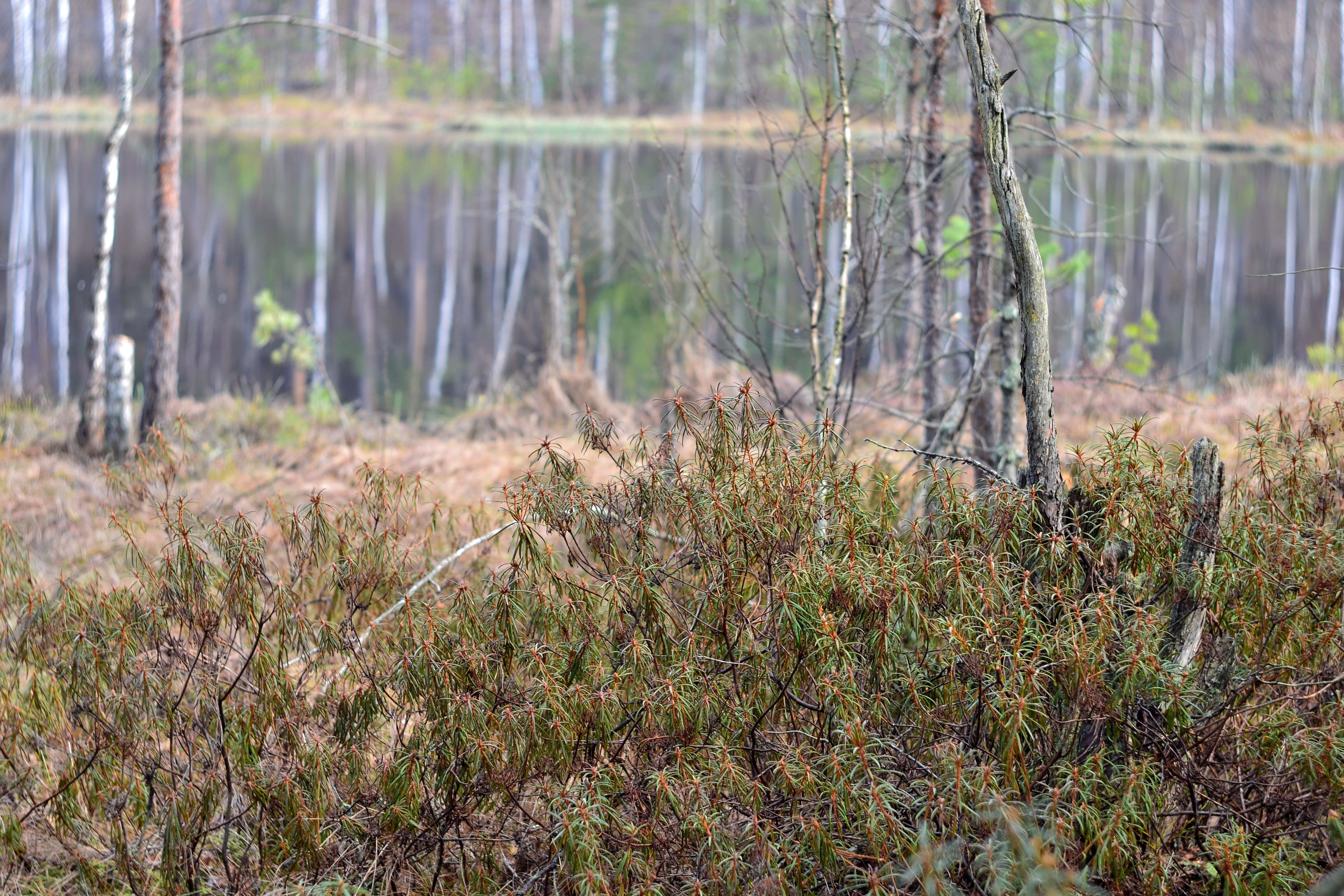 Imagem de Rhododendron tomentosum (Stokes) Harmaja