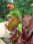 Image of canna lilies