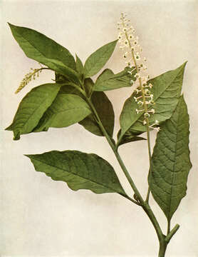 Image of American Nightshade