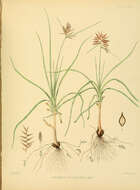 Image of Cyperus bulbosus Vahl