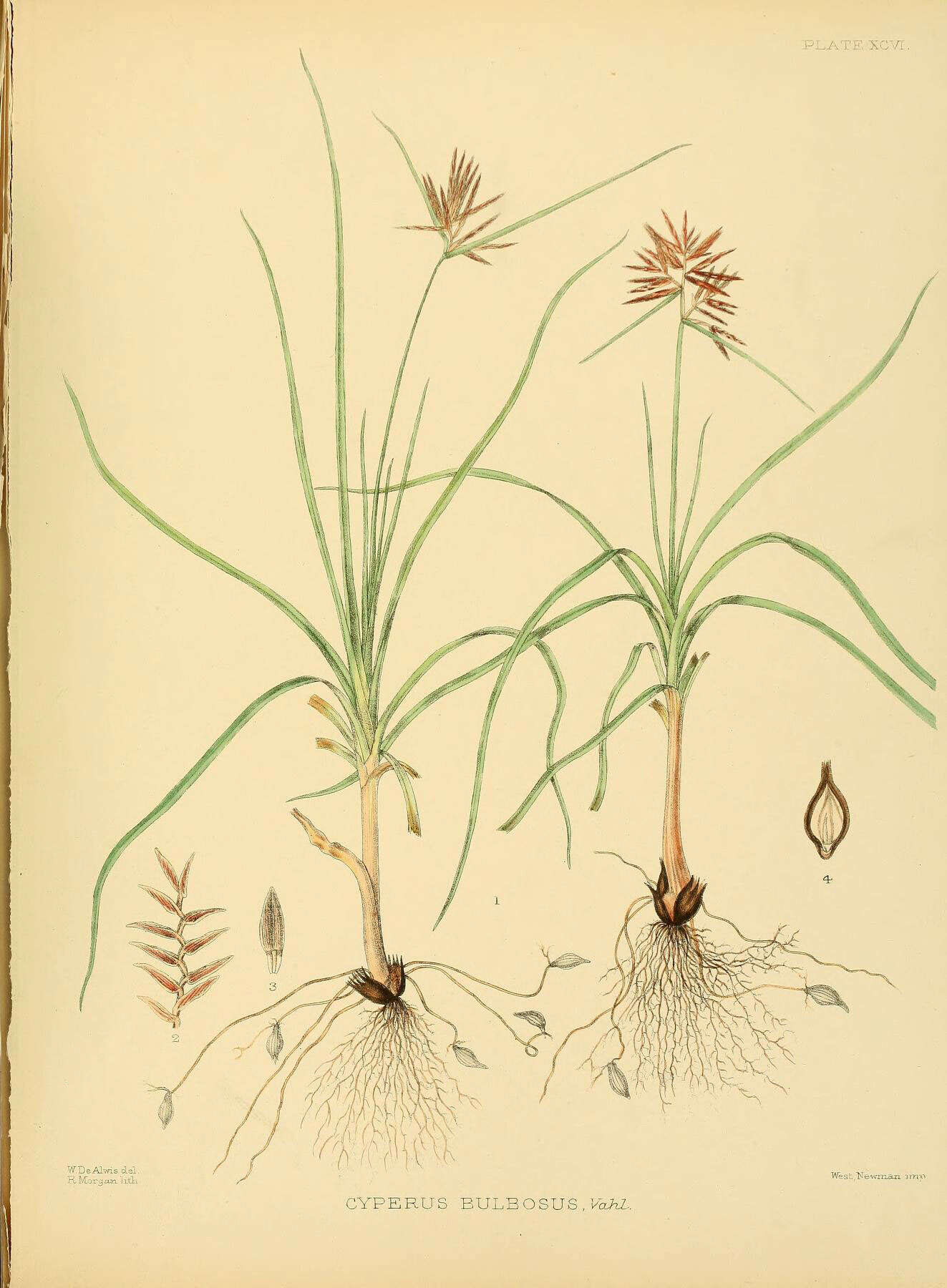 Image of Cyperus bulbosus Vahl