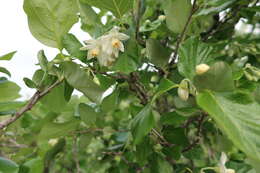 Image of Friar's balsam