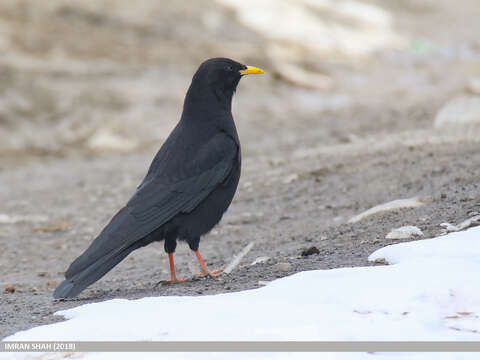 Image of Alpine Chough