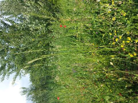 Image of Italian Rye Grass