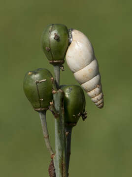 Image of Asphodelus aestivus Brot.