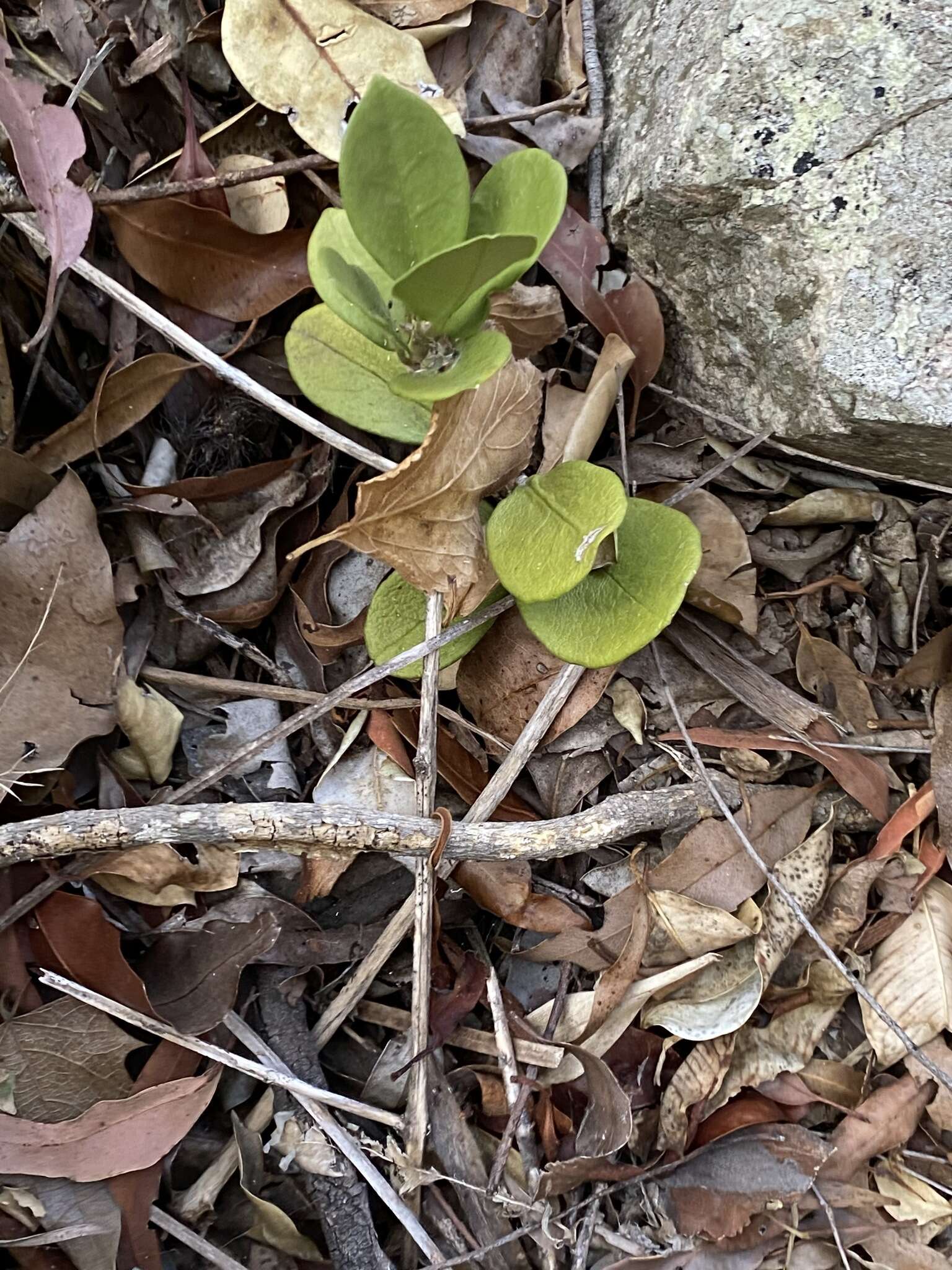 Image of Wax flower