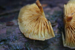 Plancia ëd Flammulina velutipes (Curtis) Singer 1951