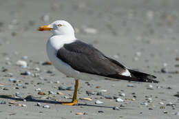 Image of Lesser Black-backed Gull