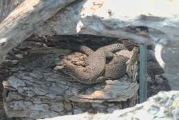 Imagem de Varanus timorensis Gray 1831