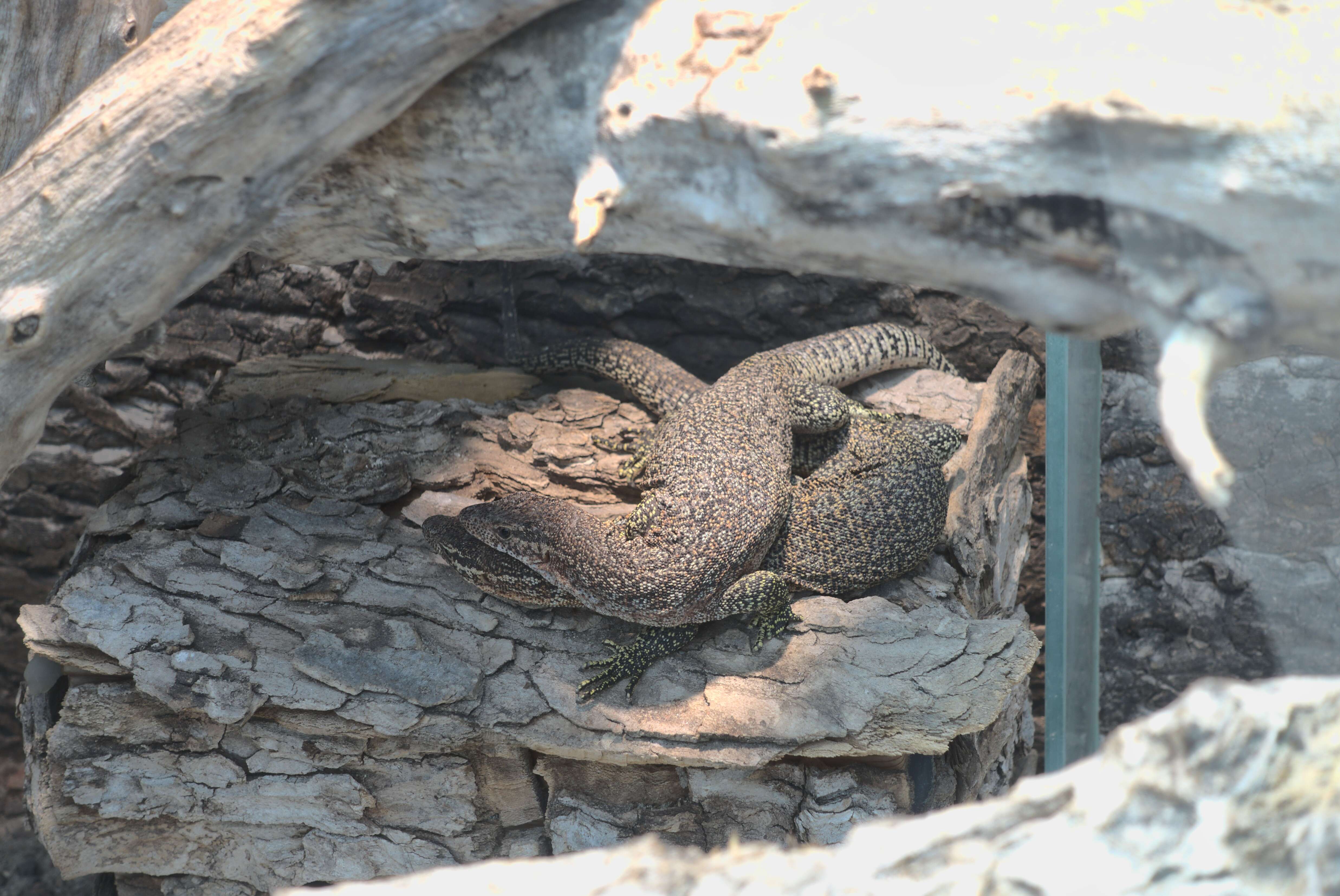 Image of Spotted Tree Monitor