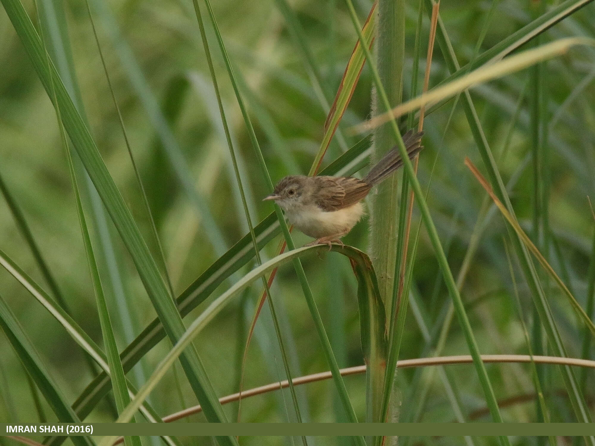 Image of Graceful Prinia