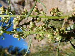 Image of white sagebrush