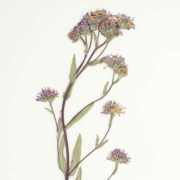 Image of soft aster