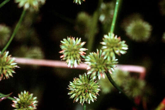 Juncus scirpoides Lam. resmi