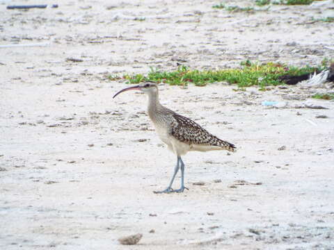 Image of Bristle-thighed Curlew