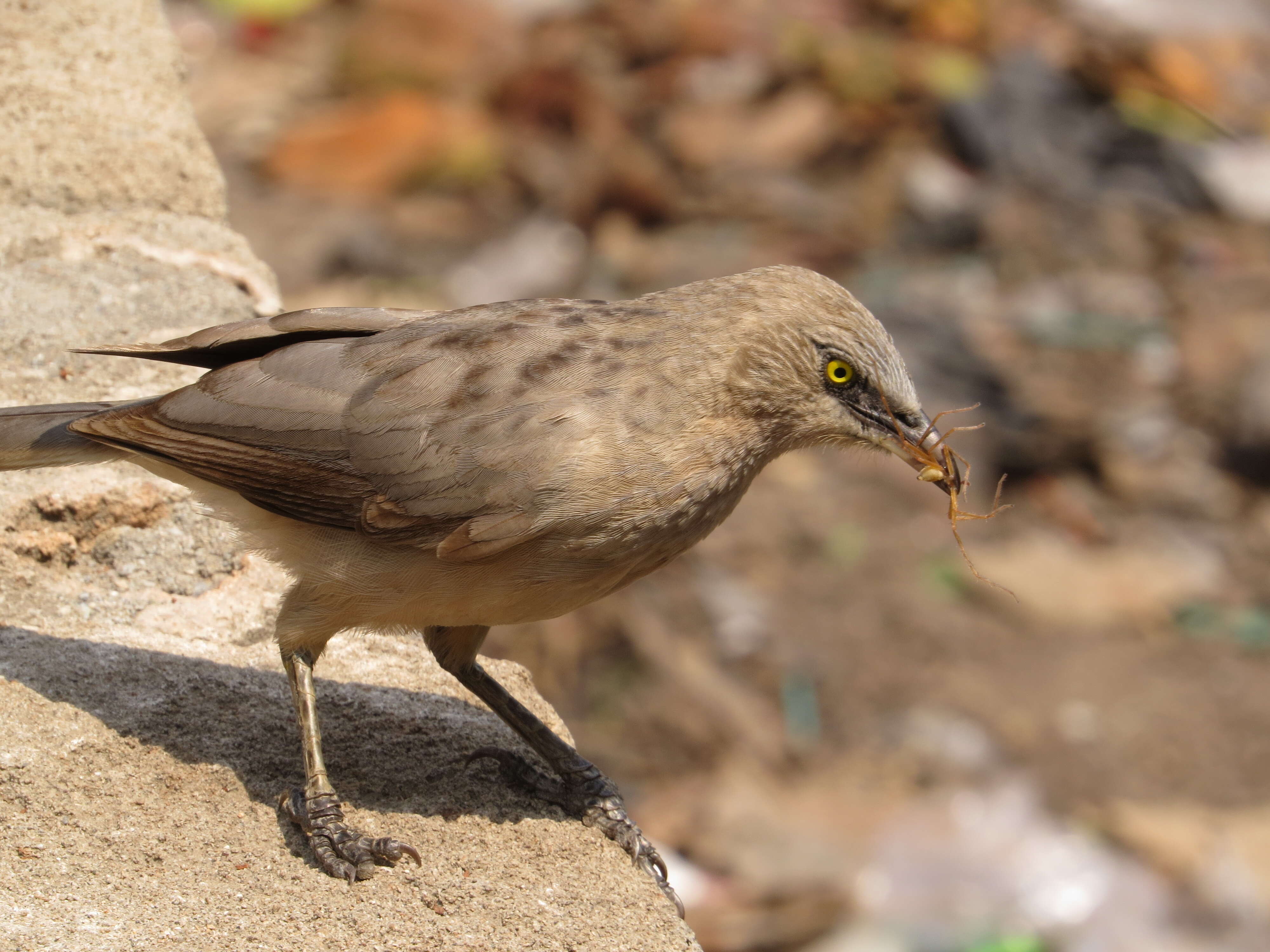 Image of Large Grey Babbler