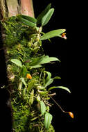 Image of Bulbophyllum catenulatum Kraenzl.