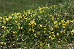 صورة Viola lutea subsp. calaminaria (DC. ex Gingins) J. D. Nauenburg