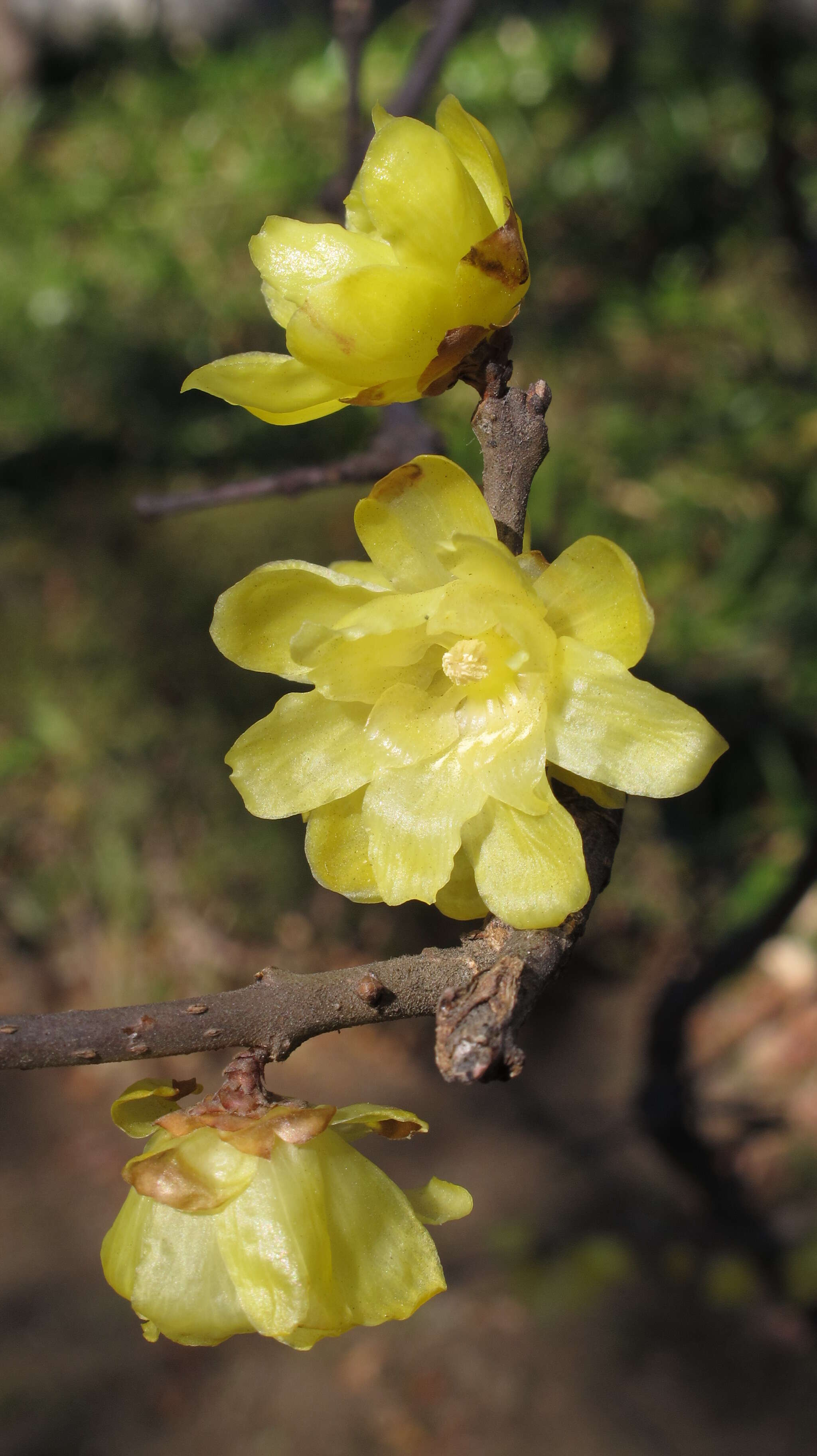 Image of Japanese allspice