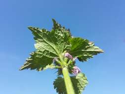 Image of spotted dead-nettle