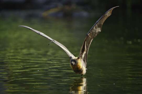 Image of Gray-headed Flying Fox