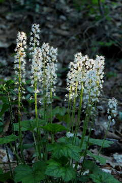 Image of Heartleaved foamflower