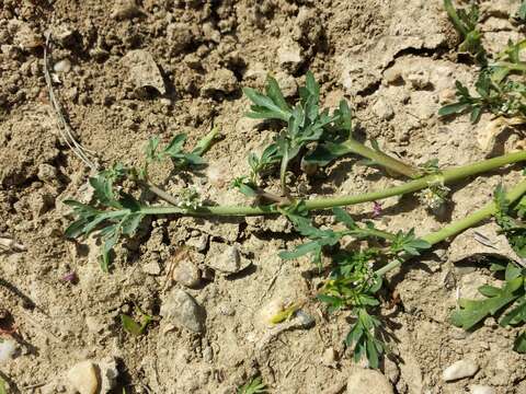 Image of Creeping Watercress