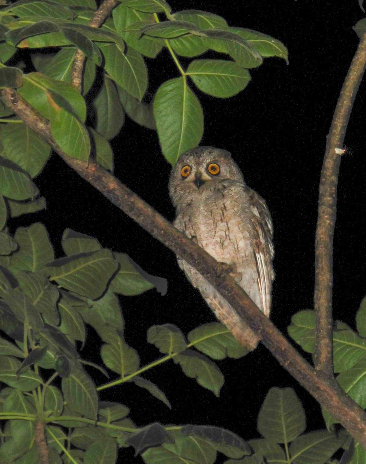 Image of Socotra Scops Owl