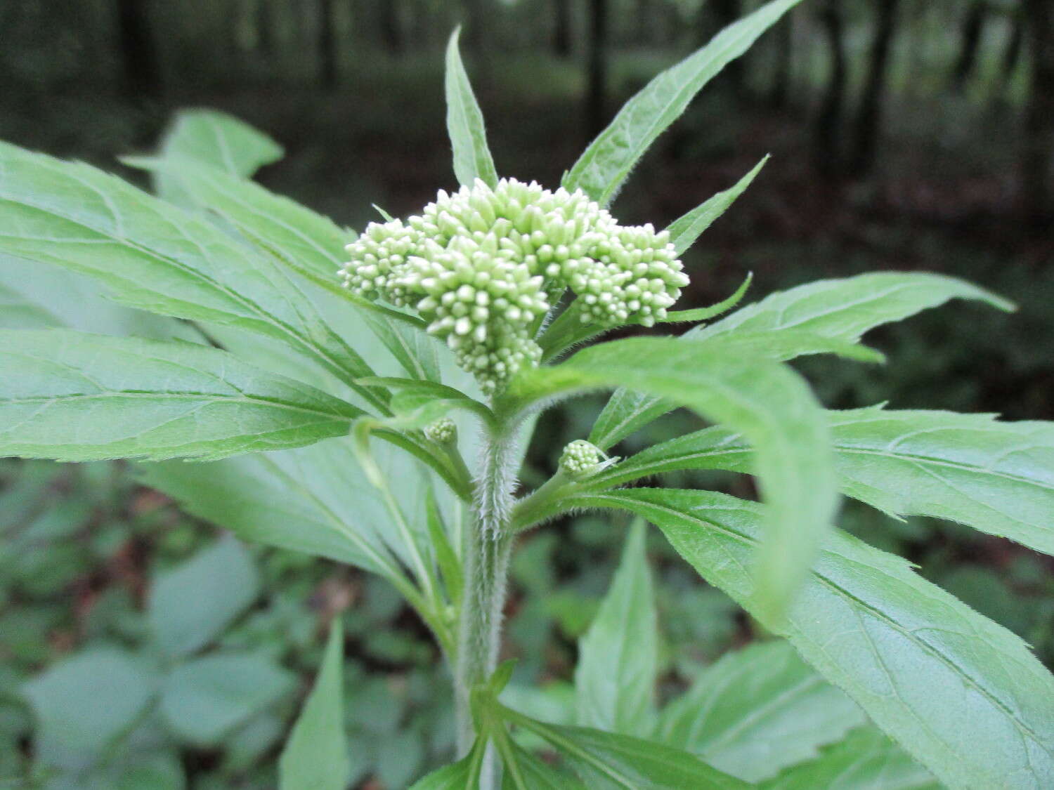 Imagem de Sambucus ebulus L.