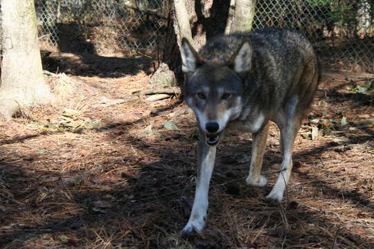 Image of Red wolf