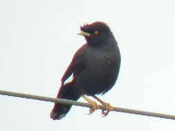 Image of Crested Myna