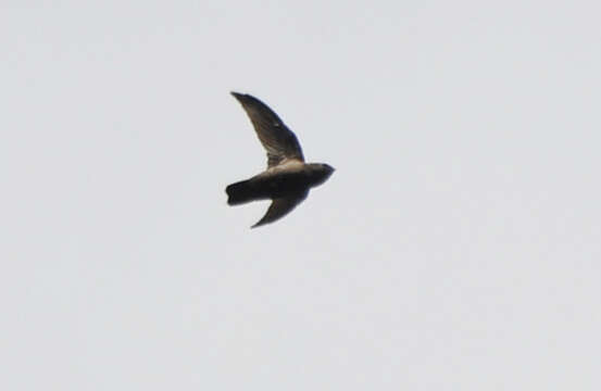 Image of Lesser Antillean Swift